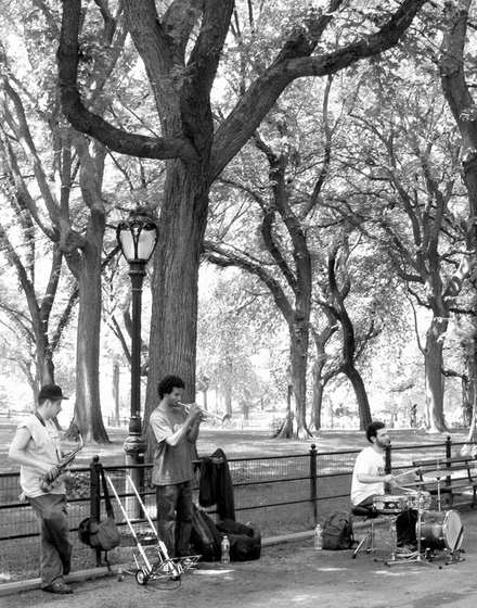 Trees and benches in Central Park, black and white