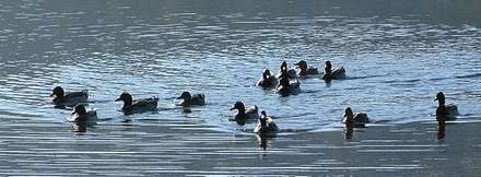 Ducks on a calm sheet of water