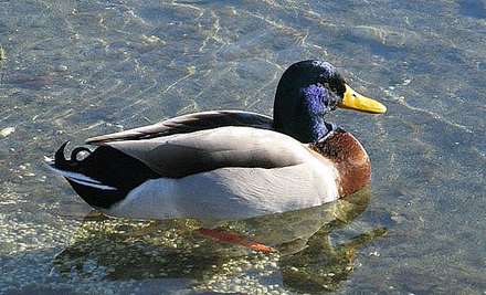 A mallard duck swimming on the water
