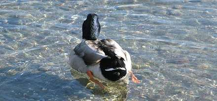 A duck swimming in the water