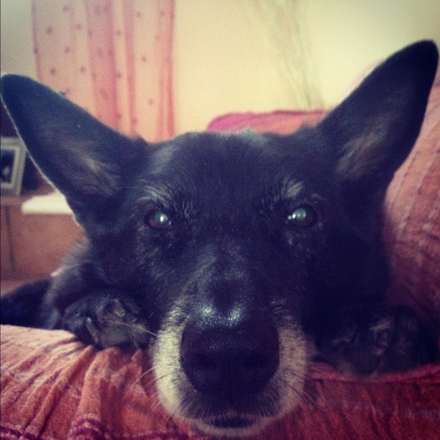 Sheepdog lying comfortably on the sofa