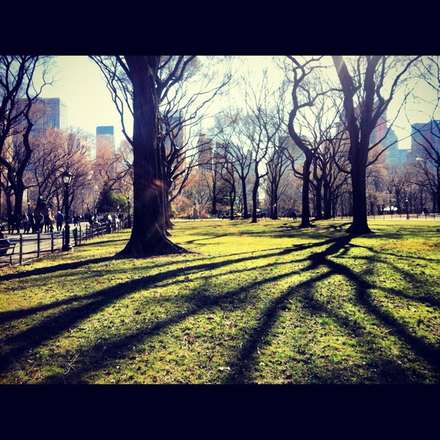 Bare trees and long shadows in the blue light of Central Park